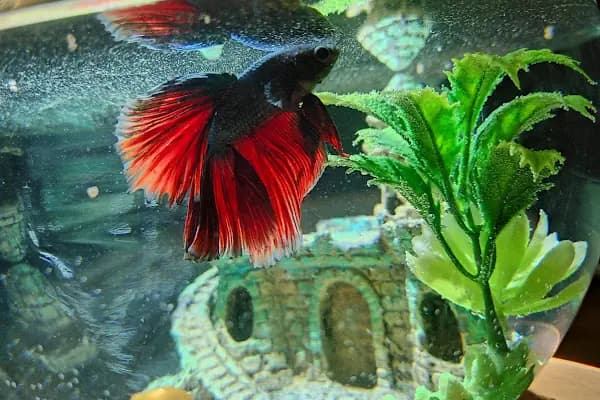 Konya akvaryum petshop - Evcil hayvan mağazası - Konya Akşehir