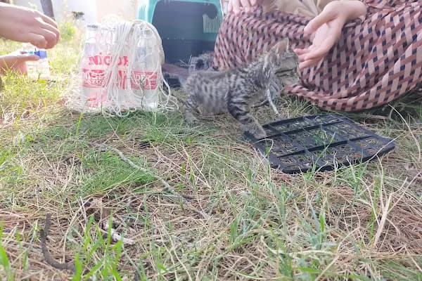 Ali Demir Veteriner Kliniği - Veteriner - Adana Seyhan