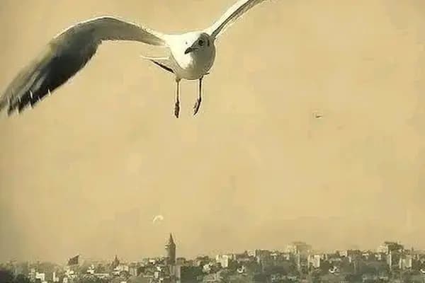 Helikopterci Mehmet siyam ARTAR - İnşaat Firması - Şanlıurfa Birecik
