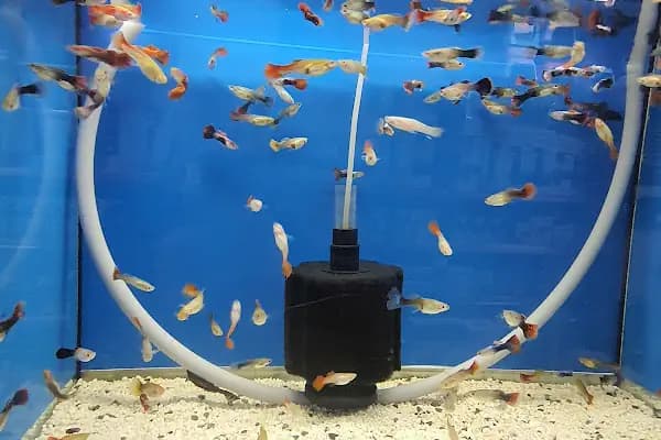 Emir Akvaryum Pet Shop - Evcil hayvan mağazası - Ankara Mamak