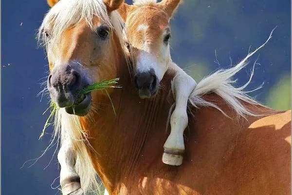 MERKEZ Veteriner Kliniği - Veteriner - Sakarya Adapazarı