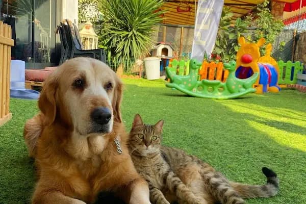 Petibör Pet Shop ve Kafe - Evcil hayvan mağazası - Mersin Akdeniz