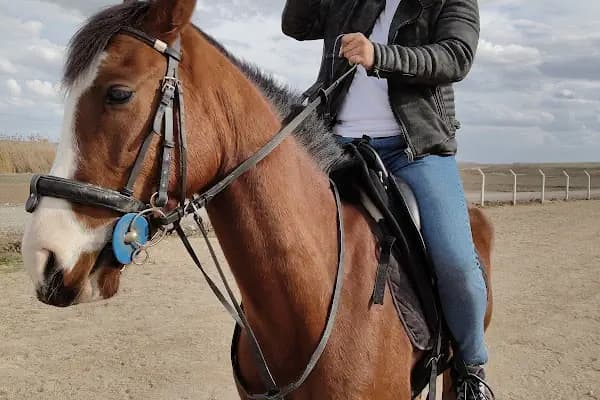 DREAM HORSE BİNİCİLİK VE ATLI SPOR KULÜBÜ - Binicilik Kulübü - Ankara Gölbaşı