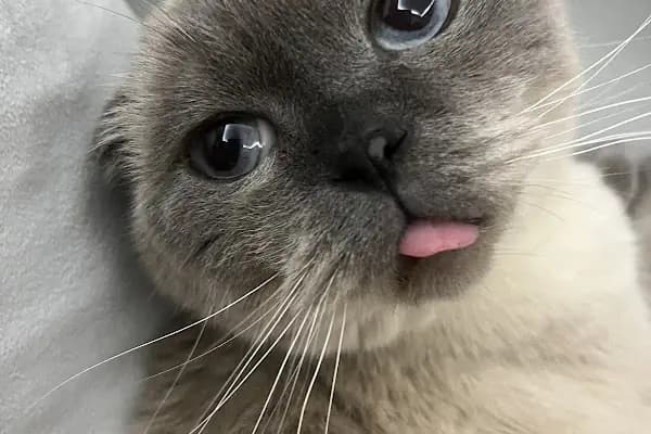 PETCLASS VETERİNER KLİNİĞİ - Veteriner - Bursa İnegöl