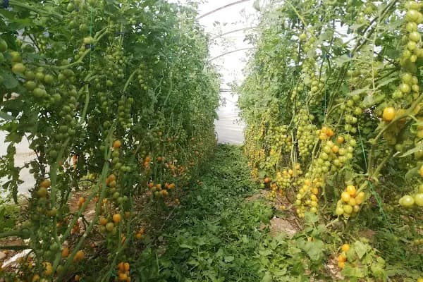 BERKAY TARIM - Gübre Tedarikçisi - Antalya Elmalı