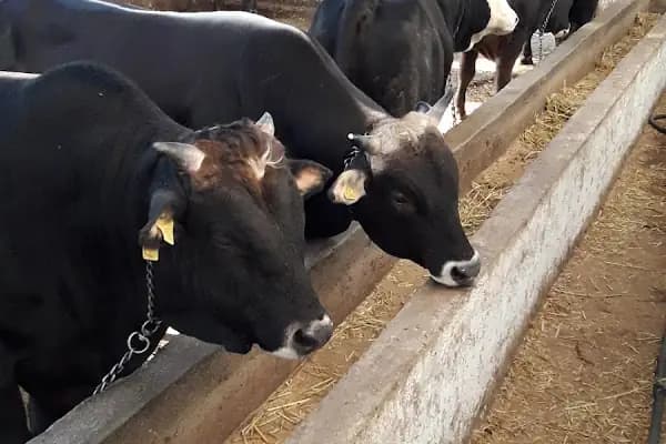 Göğdere Besicilik - Büyükbaş Hayvan Çiftliği - Ankara Altındağ