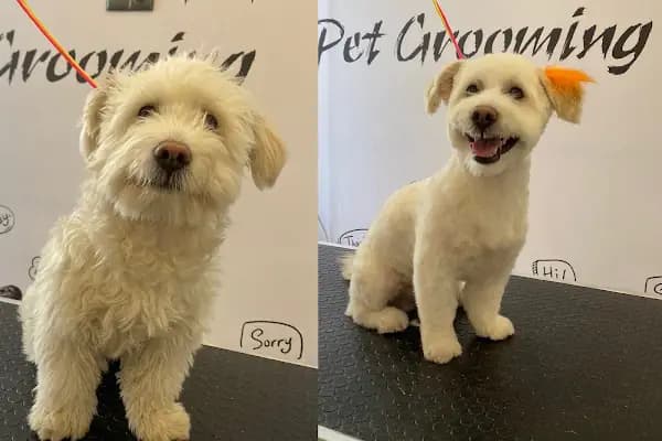 Pati Puff Pet Kuaför - Evcil Hayvan Kuaförü - İzmir Buca