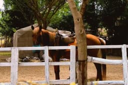 Atlıpark binicilik