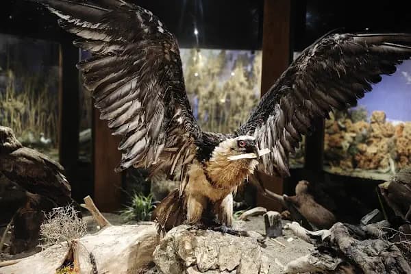 Eskikaraağaç Köyü Yaban Hayatı ve Kuş Müzesi - Müze - Bursa Karacabey