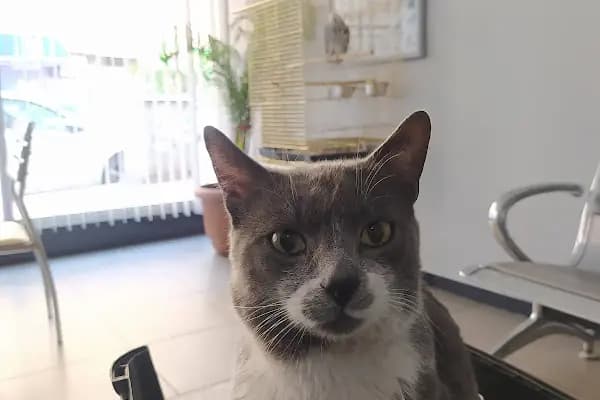 AR-MA Veteriner kliniği - Veteriner - Mersin Akdeniz