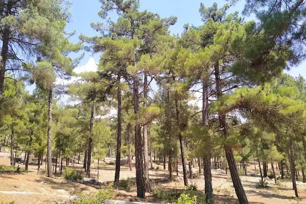 Büyükşehir Belediyesi Aladağ Hizmet Binası - Park - Adana Aladağ