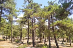 Büyükşehir Belediyesi Aladağ Hizmet Binası