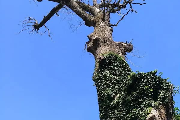 Meşe Ağacı Tabiat Anıtı - Milli Park - Sakarya Adapazarı