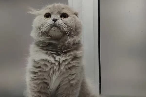 Pet-Vet Veteriner - Veteriner - Bursa İnegöl