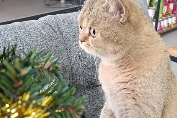 VET - ANKA Veteriner Kliniği ŞEHİTKAMİL İBRAHİMLİ - Veteriner - Gaziantep Şehitkamil