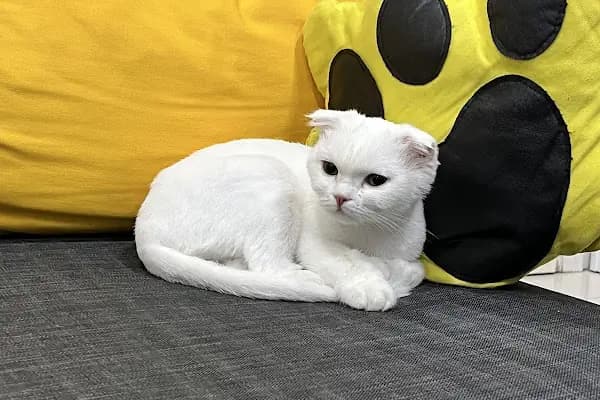 SemPaty Veteriner Kliniği - Veteriner - Balıkesir Altıeylül