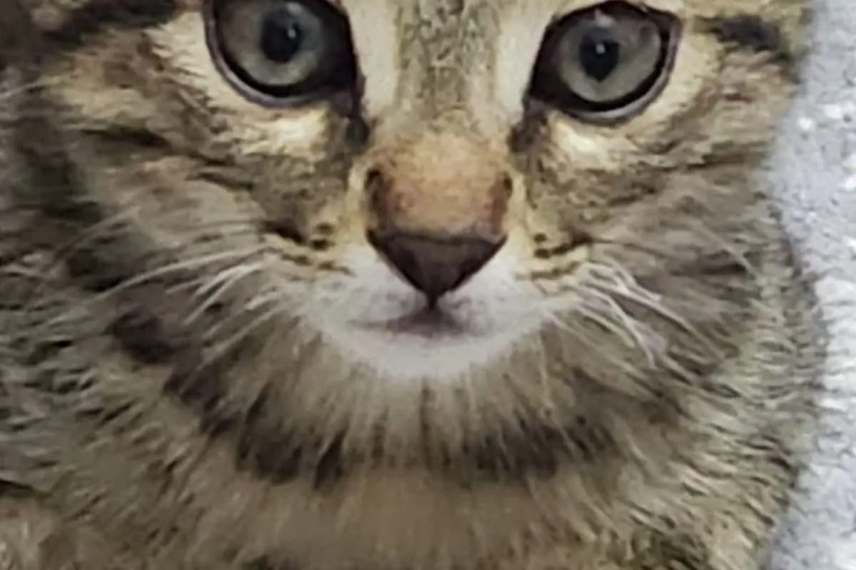 Bahçe