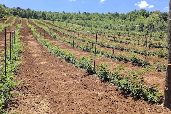 uzumsumeyveler.com - Üzüm Bağı - Bursa Kestel