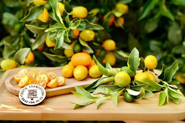 Tropik Anamuryum - Meyve Toptancısı - Mersin Toroslar