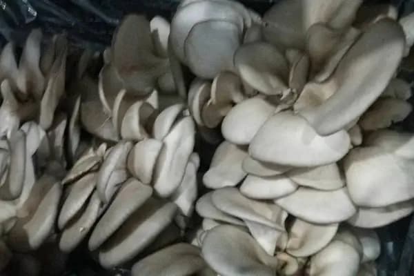 Anamur İstiridye Mantarcılık - Gıda Ürünleri Tedarikçisi - Mersin Erdemli