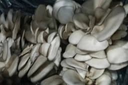 Anamur İstiridye Mantarcılık