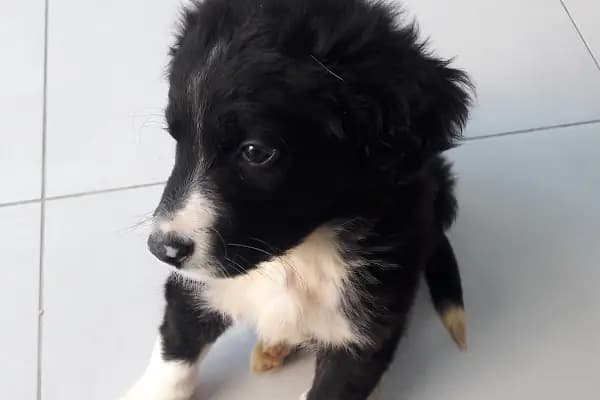 İnka Veteriner Kliniği - Acil Durum Veterinerlik Hizmeti - Bursa Harmancık