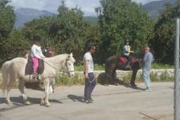 at çiftik ayhan