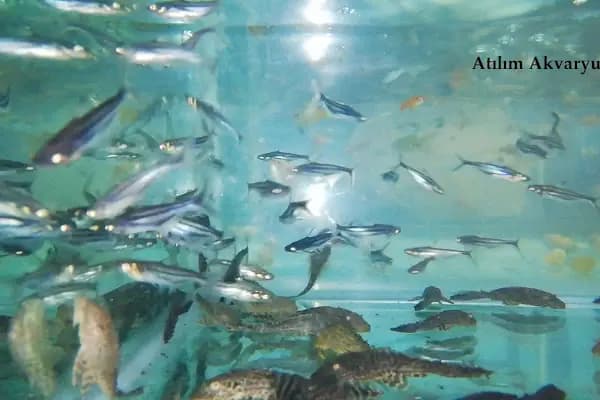 Atılım Akvaryum - Akvaryum Mağazası - İstanbul Beylikdüzü