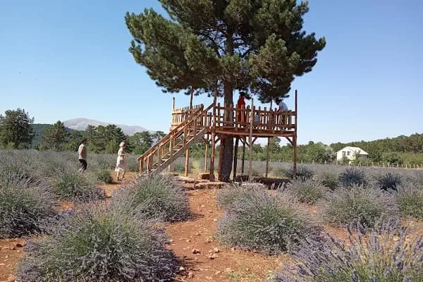 Denizli Gündoğar Lavanta Bahçesi - Acıpayam - Botanik bahçesi - Denizli Pamukkale