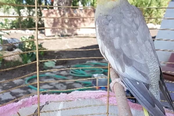 HAZAL PETSHOP - Mağaza - Bursa Gürsu