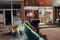 GünKar Petshop