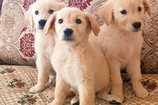OKYANUS PETSHOP - Evcil hayvan mağazası - Konya Karatay