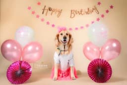 Leqush Pet Photo Studio