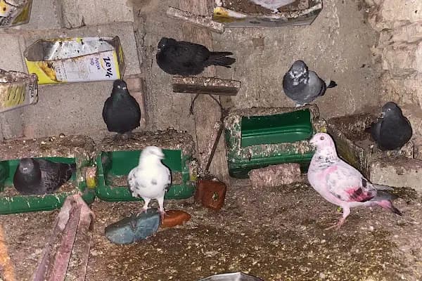 Yörük oglu tarım ve hayvancılık - Hayvanat Bahçesi - Kayseri Talas