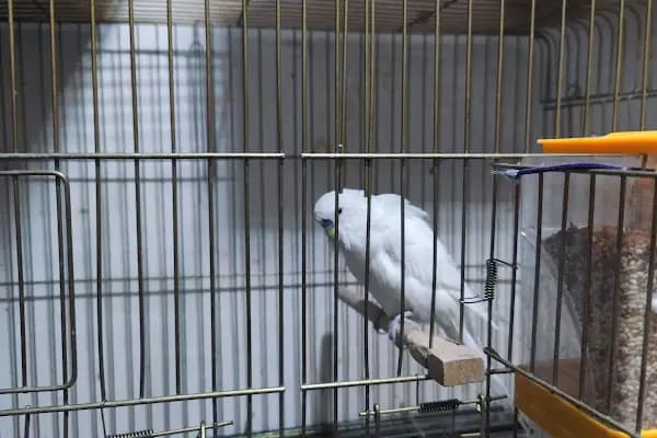 Bytan petshop muhabbet üretim - Evcil hayvan mağazası - Diyarbakır Kayapınar