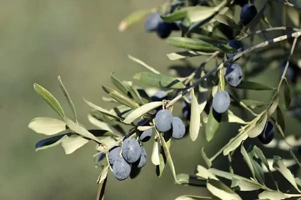 Murat Zeytin Tarım - Gübre Tedarikçisi - Bursa İnegöl