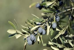 Murat Zeytin Tarım