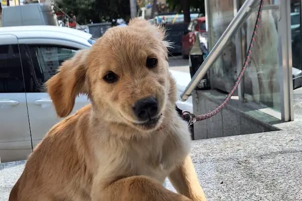 İnci Veteriner Kliniği ‍ ‍ - Veteriner - Konya Akşehir