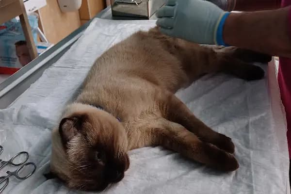 Pet-Vet - Veteriner - Trabzon Ortahisar