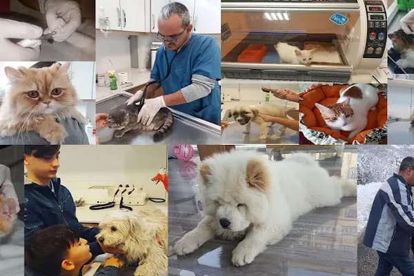 Artemis Veteriner Kliniği - Veteriner - Bursa Yıldırım
