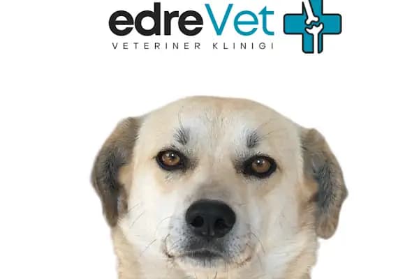 EdreVET – Edremit Veteriner Kliniği (Uzman Veteriner Hekim Yalım UZEL) - Veteriner - Balıkesir Edremit