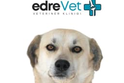 EdreVET – Edremit Veteriner Kliniği (Uzman Veteriner Hekim Yalım UZEL)
