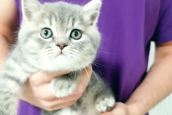 Aydın Güven Veteriner Kliniği - Veteriner - Aydın Bozdoğan