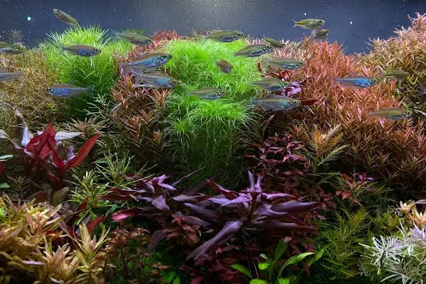 Adtalos Aquascaping Shop - Evcil hayvan mağazası - Antalya Kepez