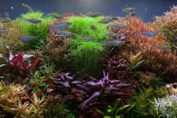 Adtalos Aquascaping Shop