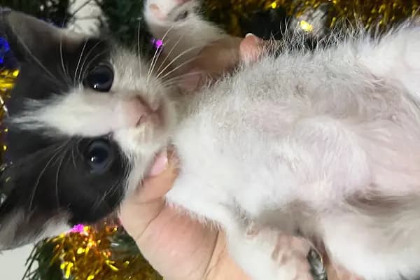 Live Vet Veteriner Kliniği - Veteriner - İstanbul Bakırköy
