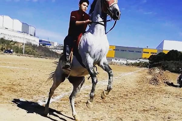 Çayırova Belediyesi Binicilik Tesisi ve Cirit Alanı - Binicilik Parkuru - Kocaeli Çayırova