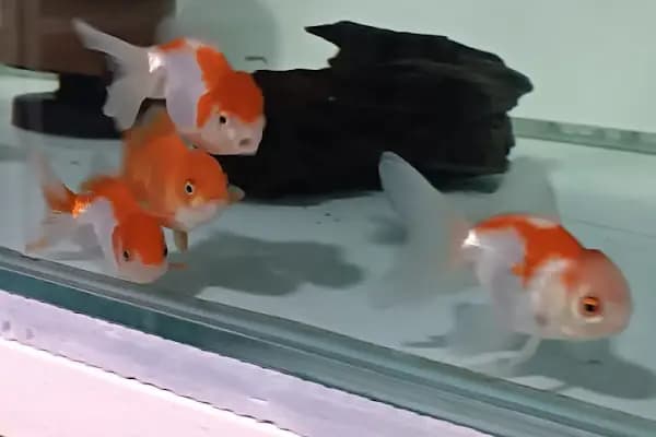 Aliağa Ünlü Akvaryum Pet Shop - Evcil hayvan mağazası - İzmir Aliağa
