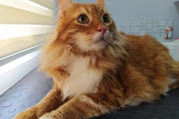Cat &amp; Dog Veteriner Kliniği - Veteriner - İzmir Bergama