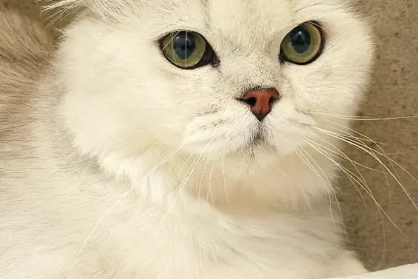 PETKİNG VETERİNER KLİNİĞİ DİYARBAKIR 7/24 ACİL - Acil Durum Veterinerlik Hizmeti - Diyarbakır Bismil